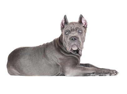 Товары для собак