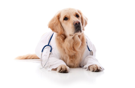 Ветеринарные препараты Ветеринарные препараты