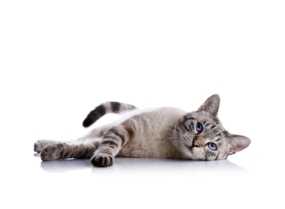 Товары для кошек 